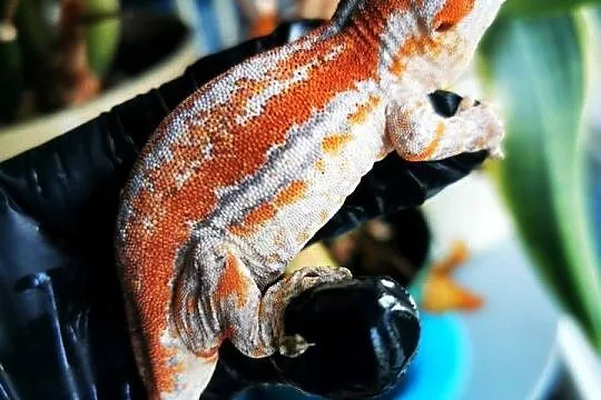 Gekon Gargulcowaty rhacodactylus avriculatus, Małopolskie, Kraków