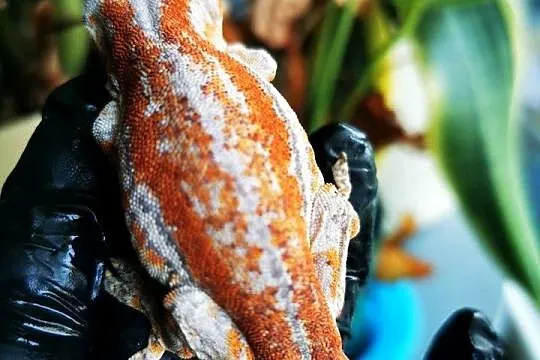 Gekon Gargulcowaty rhacodactylus avriculatus, Małopolskie, Kraków