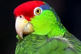 Amazonka Krasnoglowa Viridigenalis iridigenalis super oswojona