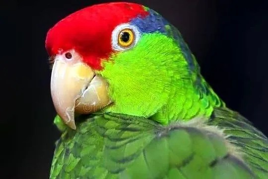Amazonka Krasnoglowa Viridigenalis iridigenalis super oswojona