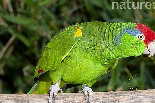 Amazonka Krasnoglowa Viridigenalis iridigenalis super oswojona, Małopolskie, Kraków