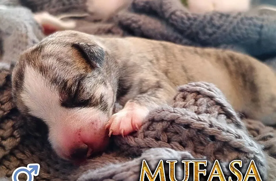 MUFASA Whippet na sprzedaż – piękne, rasowe, zdrowe 14.06.2025, Wielkopolskie, Poznań