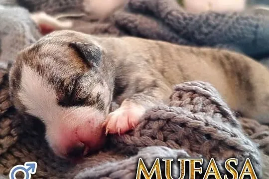 MUFASA Whippet na sprzedaż – piękne, rasowe, zdrowe 14.06.2025, Wielkopolskie, Poznań