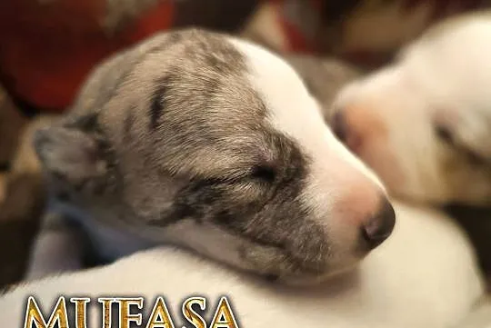 MUFASA Whippet na sprzedaż – piękne, rasowe, zdrowe 14.06.2025, Wielkopolskie, Poznań