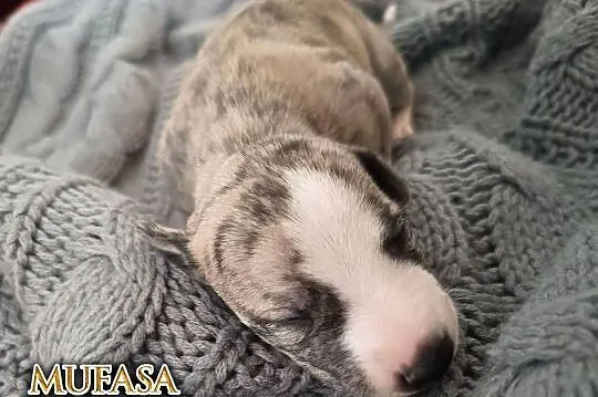 MUFASA Whippet na sprzedaż – piękne, rasowe, zdrowe 14.06.2025, Wielkopolskie, Poznań