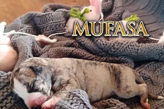 MUFASA Whippet na sprzedaż – piękne, rasowe, zdrowe 14.06.2025, Wielkopolskie, Poznań