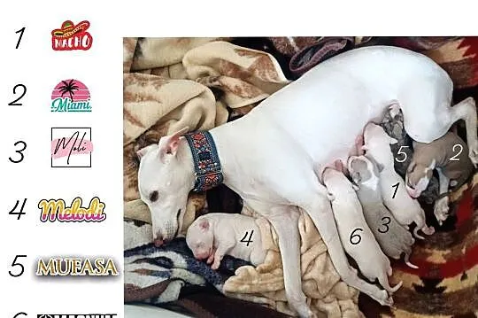 MUFASA Whippet na sprzedaż – piękne, rasowe, zdrowe 14.06.2025, Wielkopolskie, Poznań
