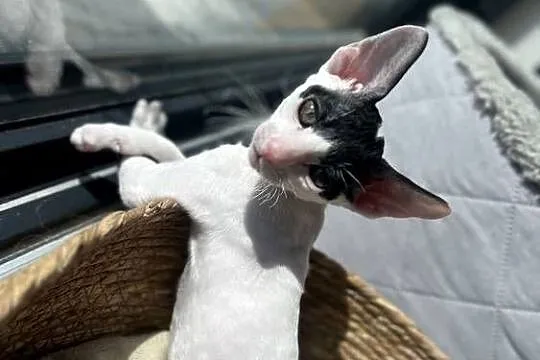 Cornish rex kotek rodowód FPL cudowny kocurek  kiwi