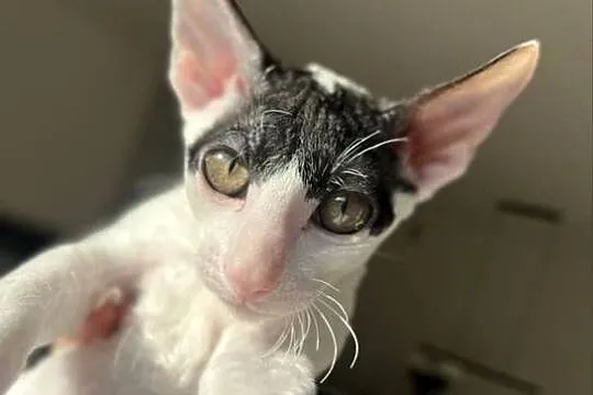 Cornish rex kotek rodowód FPL cudowny kocurek  kiwi, Wielkopolskie, Poznań