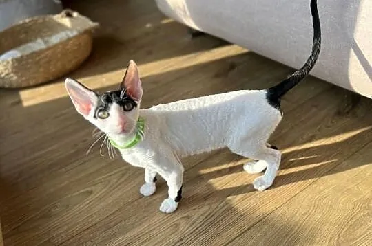 Cornish rex kotek rodowód FPL cudowny kocurek  kiwi, Wielkopolskie, Poznań