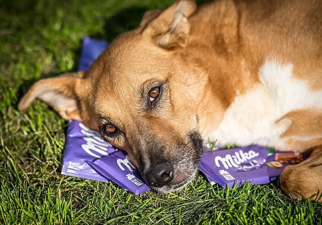 Brązowe przeszywaczki dusz polecają się do adopcji - Lorka, Małopolskie, Kraków