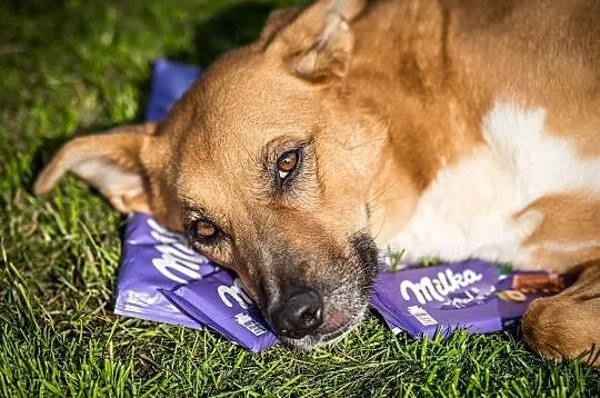 Brązowe przeszywaczki dusz polecają się do adopcji - Lorka, Małopolskie, Kraków