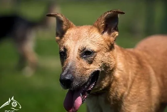 Brązowe przeszywaczki dusz polecają się do adopcji - Lorka, Małopolskie, Kraków