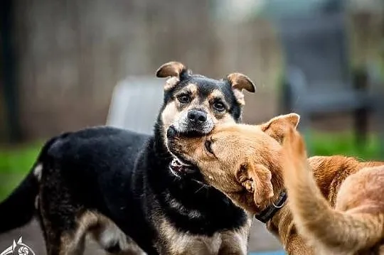 Brązowe przeszywaczki dusz polecają się do adopcji - Lorka, Małopolskie, Kraków