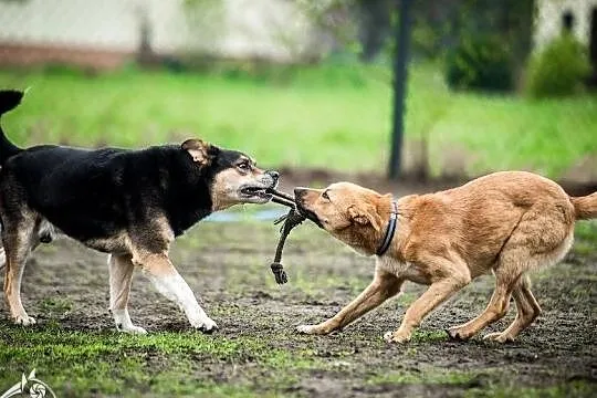 Brązowe przeszywaczki dusz polecają się do adopcji - Lorka, Małopolskie, Kraków