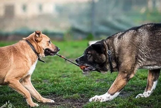 Brązowe przeszywaczki dusz polecają się do adopcji - Lorka, Małopolskie, Kraków