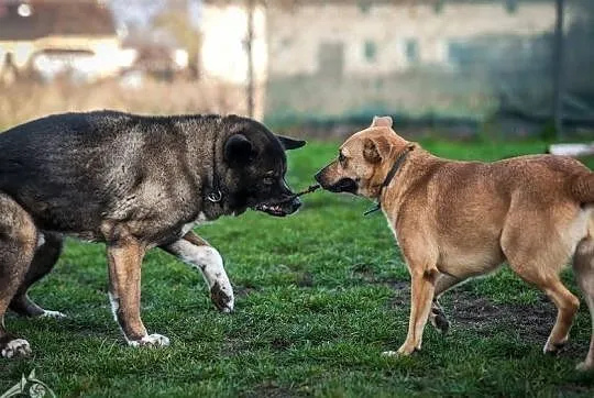 Brązowe przeszywaczki dusz polecają się do adopcji - Lorka, Małopolskie, Kraków