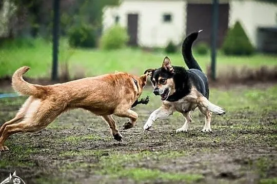 Brązowe przeszywaczki dusz polecają się do adopcji - Lorka, Małopolskie, Kraków
