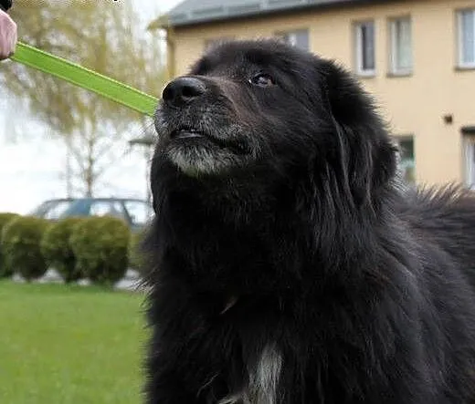 Shaggy-duzy lagodny mis do adopcji, podlaskie Bia