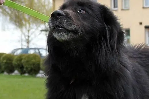 Shaggy-duzy lagodny mis do adopcji,  podlaskie Bia