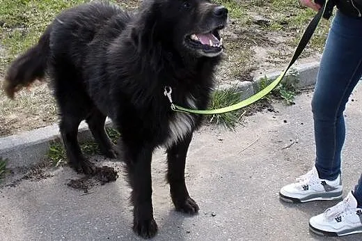 Shaggy-duzy lagodny mis do adopcji,  podlaskie Bia