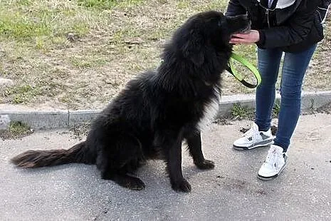 Shaggy-duzy lagodny mis do adopcji,  podlaskie Bia