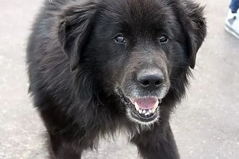 Shaggy-duzy lagodny mis do adopcji,  podlaskie Bia