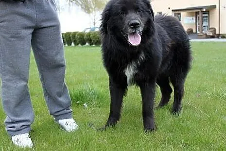 Shaggy-duzy lagodny mis do adopcji,  podlaskie Bia