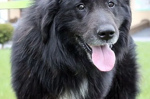 Shaggy-duzy lagodny mis do adopcji,  podlaskie Bia