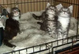 Kocięta rasy Maine Coon do adopcji, z domowej hodowli i bardzo wesołe