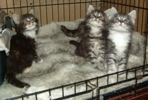 Kocięta rasy Maine Coon do adopcji, z domowej hodowli i bardzo wesołe
