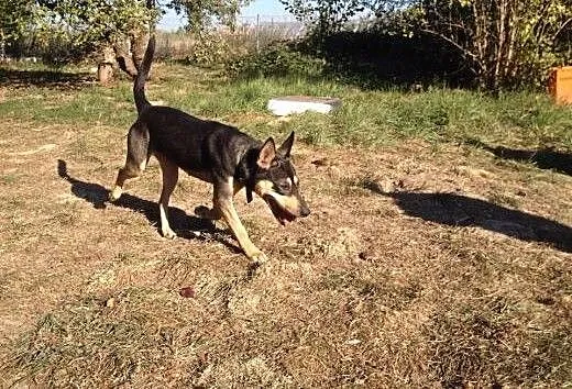 Sarka PILNI szuka nowego domu!, dolnośląskie Wroc