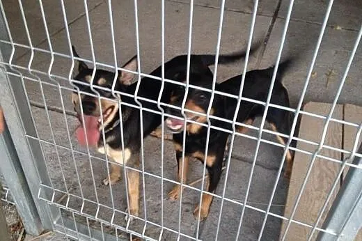 Sarka PILNI szuka nowego domu!,  dolnośląskie Wroc