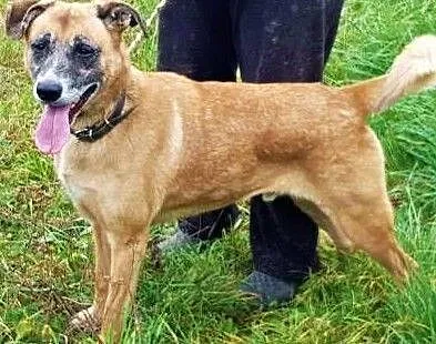 FIGO - od 4 lat siedzi w schronisku, błagamy o dom dla niego!,, Łódzkie, Łódź