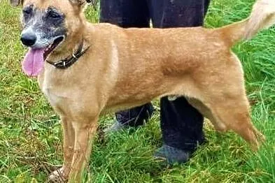 FIGO - od 4 lat siedzi w schronisku, błagamy o dom dla niego!,, Łódzkie, Łódź
