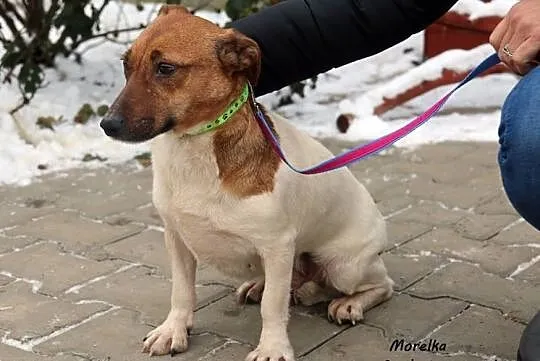 Morelka - szuka dobrego człowieka, Mazowieckie, Nowy Dwór Mazowiecki
