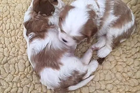 Cavalier King charles spaniel suczka, Śląskie, Katowice