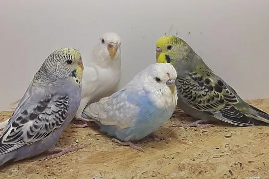 Papużki faliste - dwie pary, , Rębków