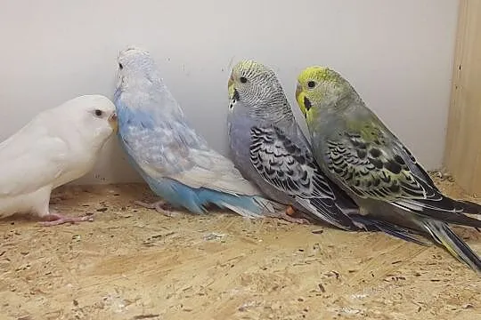 Papużki faliste - dwie pary, , Rębków