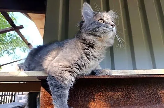 Urocza kotka Maine coon