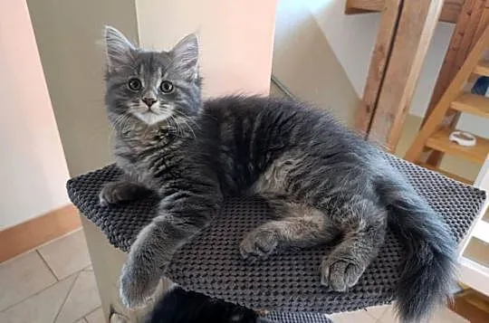Urocza kotka Maine coon, Lubelskie, Krasnystaw