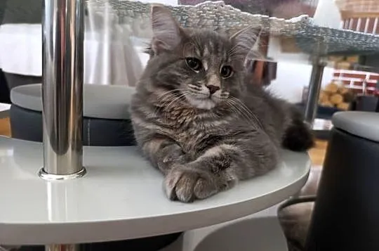 Urocza kotka Maine coon, Lubelskie, Krasnystaw