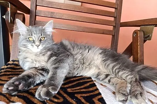 Urocza kotka Maine coon, Lubelskie, Krasnystaw