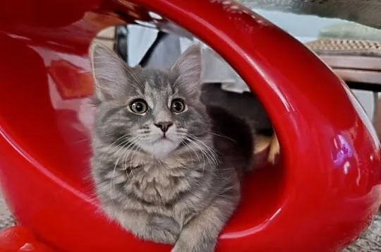 Urocza kotka Maine coon, Lubelskie, Krasnystaw