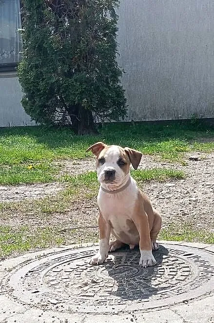 American Staffordshire Terrier, Podlaskie, Sokoły