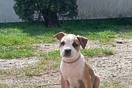 American Staffordshire Terrier