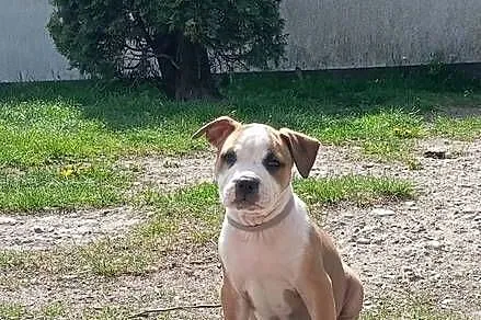 American Staffordshire Terrier, Podlaskie, Sokoły