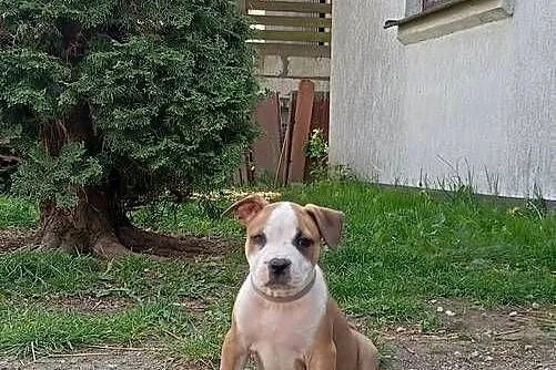 American Staffordshire Terrier, Podlaskie, Sokoły