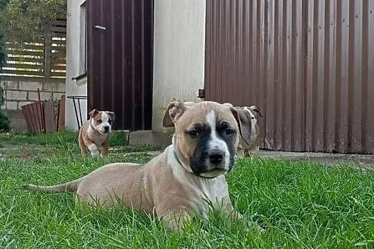American Staffordshire Terrier, Podlaskie, Sokoły