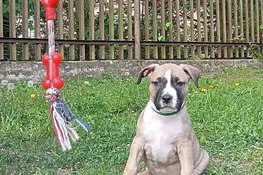 American Staffordshire Terrier, Podlaskie, Sokoły